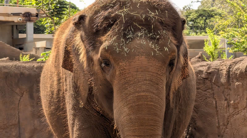 Gurushots Amazzing Annimals Winners Photo Challenge