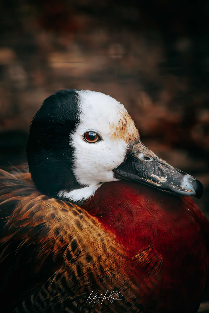 Gurushots Amazzing Annimals Winners Photo Challenge