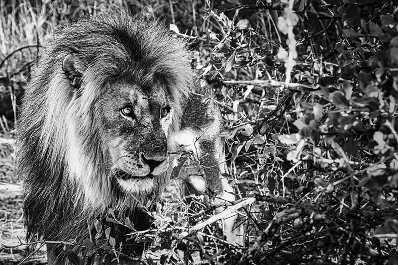 Gurushots Amazzing Annimals Winners Photo Challenge