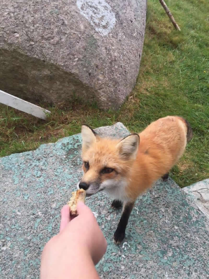 Gurushots Amazzing Annimals Winners Photo Challenge