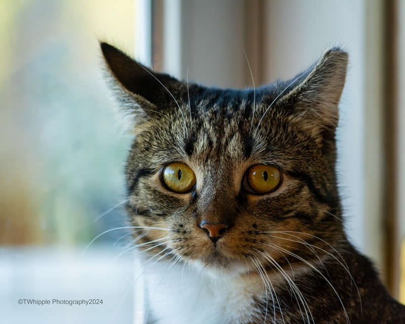 Gurushots Amazzing Annimals Winners Photo Challenge