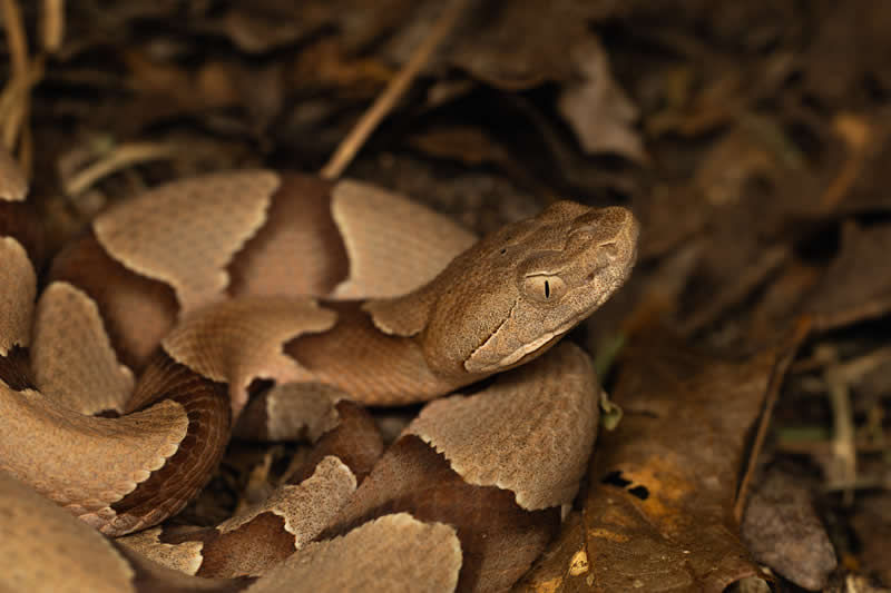 Gurushots Amazzing Annimals Winners Photo Challenge