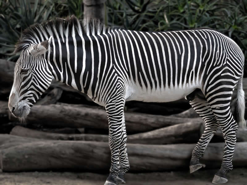 Gurushots Amazzing Annimals Winners Photo Challenge