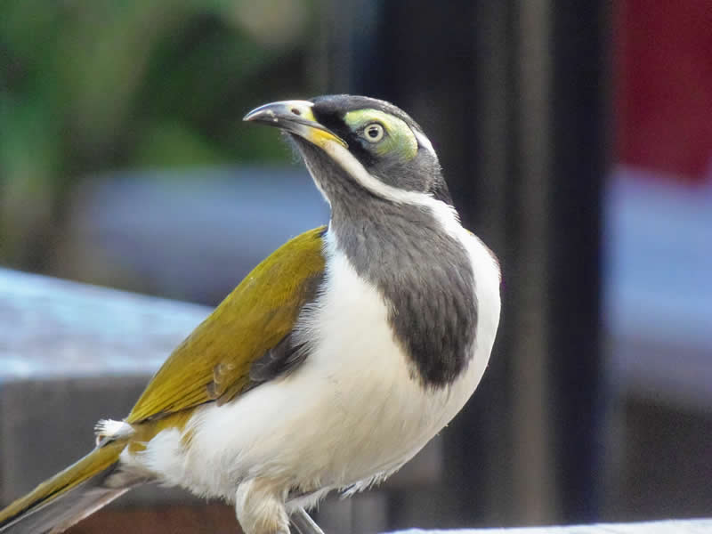 Gurushots Amazzing Annimals Winners Photo Challenge