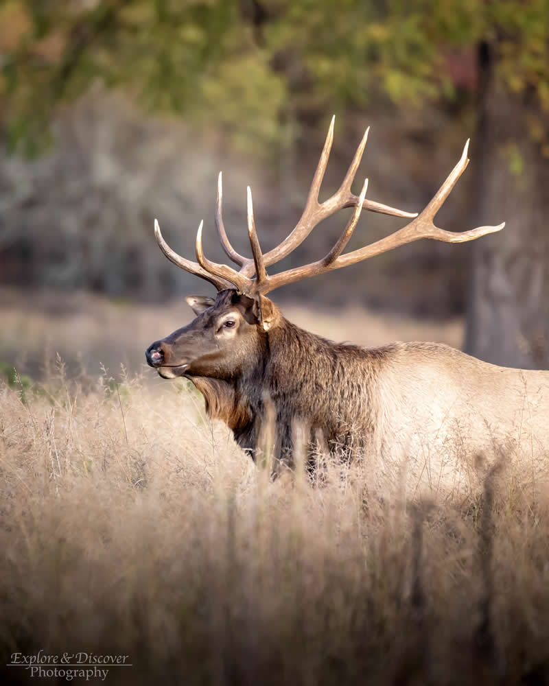 Gurushots Amazzing Annimals Winners Photo Challenge