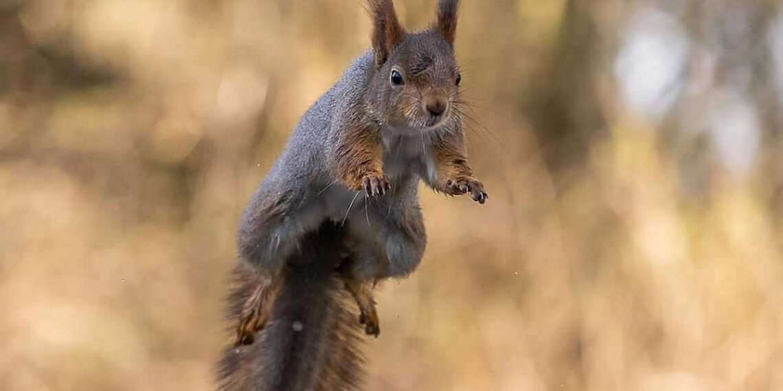 Gurushots Amazzing Annimals Winners Photo Challenge