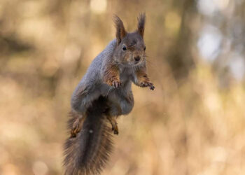 Gurushots Amazzing Annimals Winners Photo Challenge