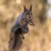 Gurushots Amazzing Annimals Winners Photo Challenge