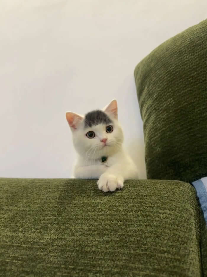 A cute white kitten with a black patch on its head rests one paw on the arm of a green couch, looking curiously toward the camera with wide round eyes.