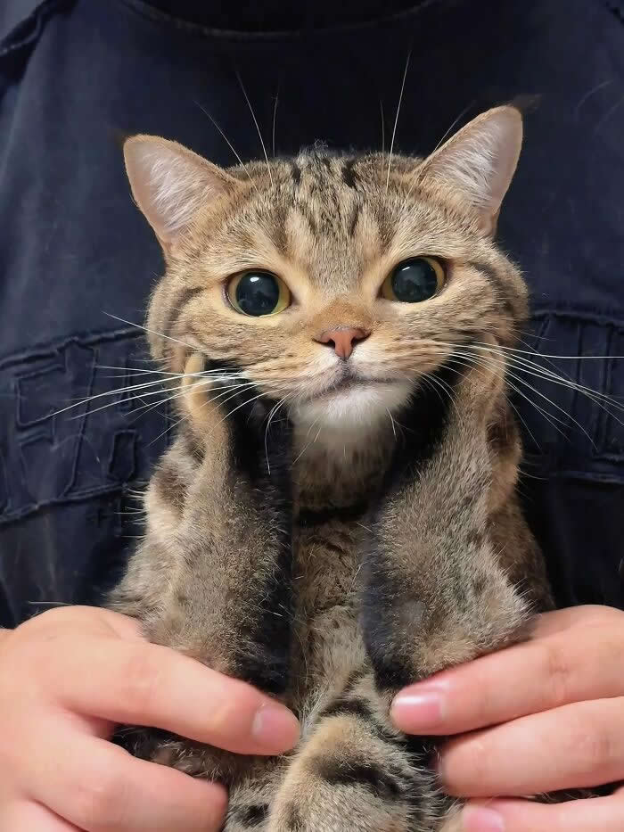 A tabby cat with large round eyes is being held upright by a person, with its front paws pressed against its cheeks, creating a funny surprised expression.