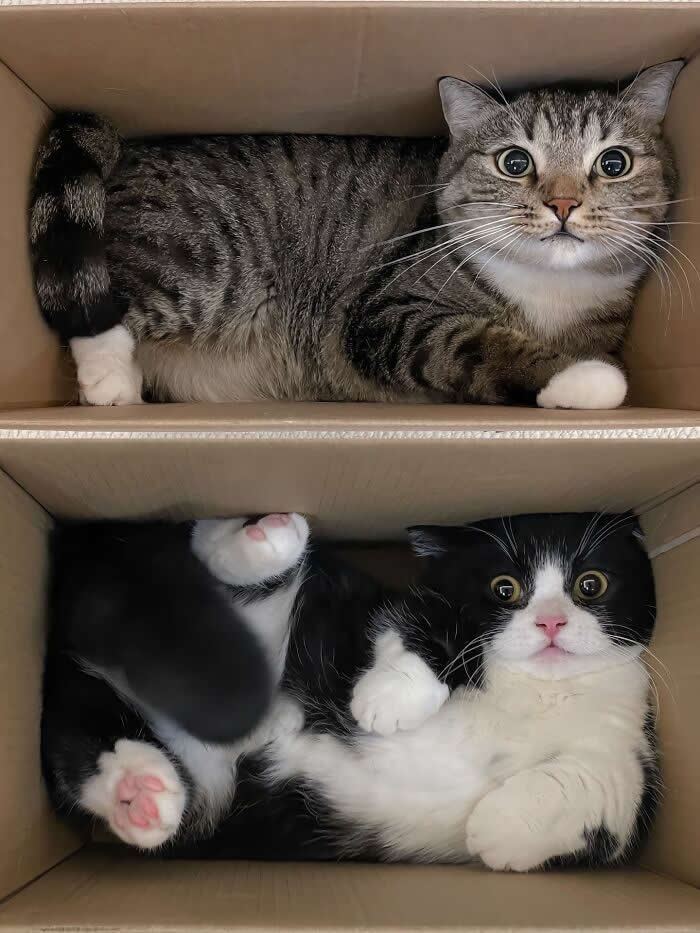 Two cats are squeezed into separate cardboard box compartments stacked vertically. A gray tabby calmly sits in the top box, while a black-and-white cat lies awkwardly in the bottom box with paws sticking up and a surprised expression.