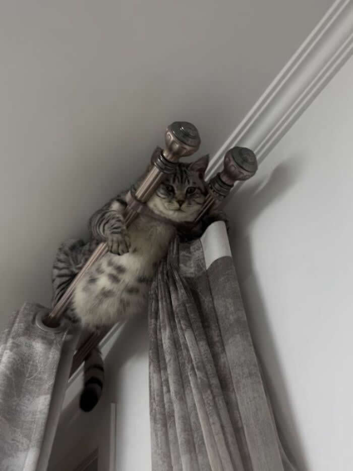 A tabby cat is awkwardly perched high on a curtain rod near the ceiling, wedged between the rod supports and hanging above gray curtains while staring down seriously.