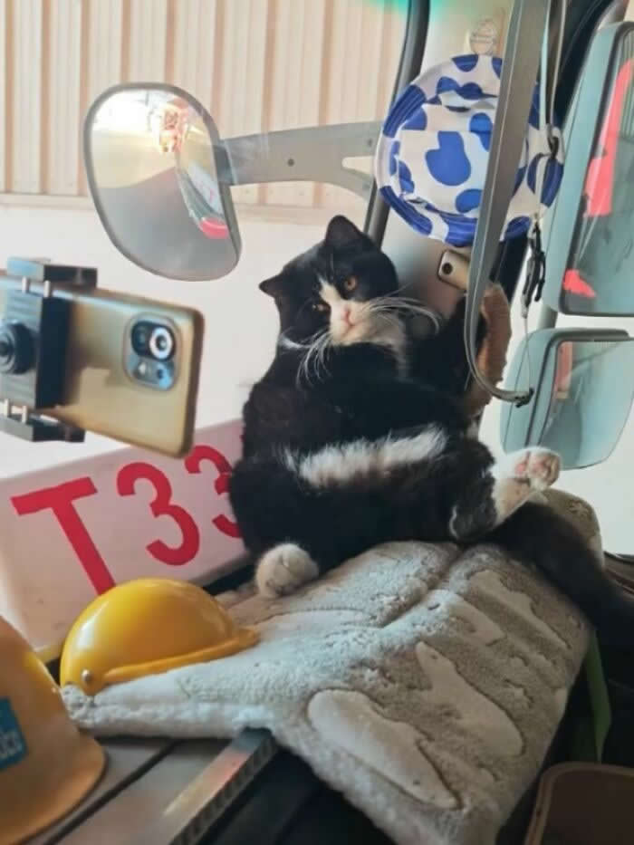 A black-and-white cat lounges comfortably inside a vehicle cabin, sitting on a cushion near a mounted smartphone and mirrors, looking relaxed like it is in charge.
