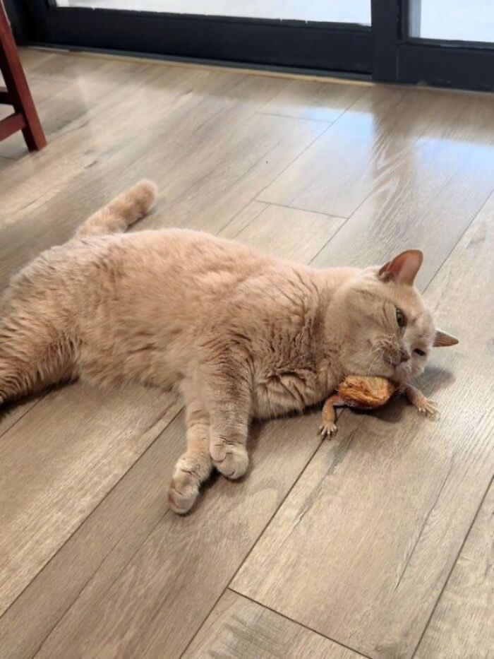 A chunky light-orange cat lies stretched out on a wooden floor, resting its head on a small frog as if using it as a pillow while looking sleepy and unbothered.
