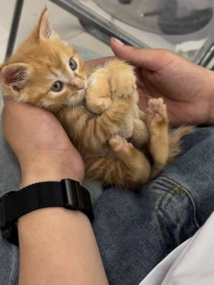 A tiny orange tabby kitten is being cradled in a person&rsquo;s hands, lying on its back with paws tucked in and giving a dramatic side-eye expression.