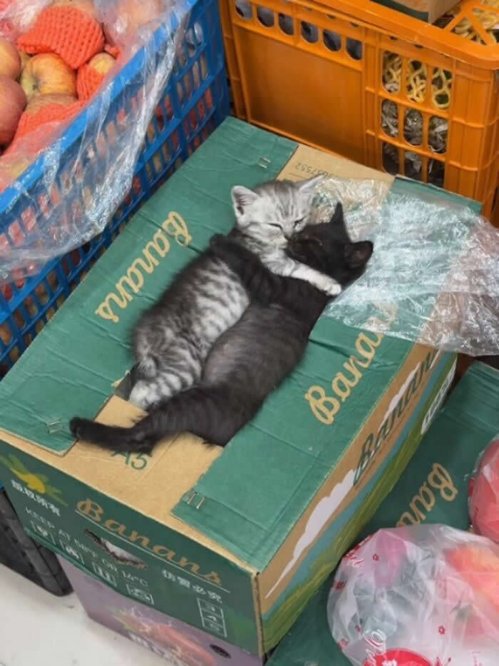 Two kittens, one gray tabby and one black, lie cuddled together on top of a cardboard banana box surrounded by crates of fruit and produce.