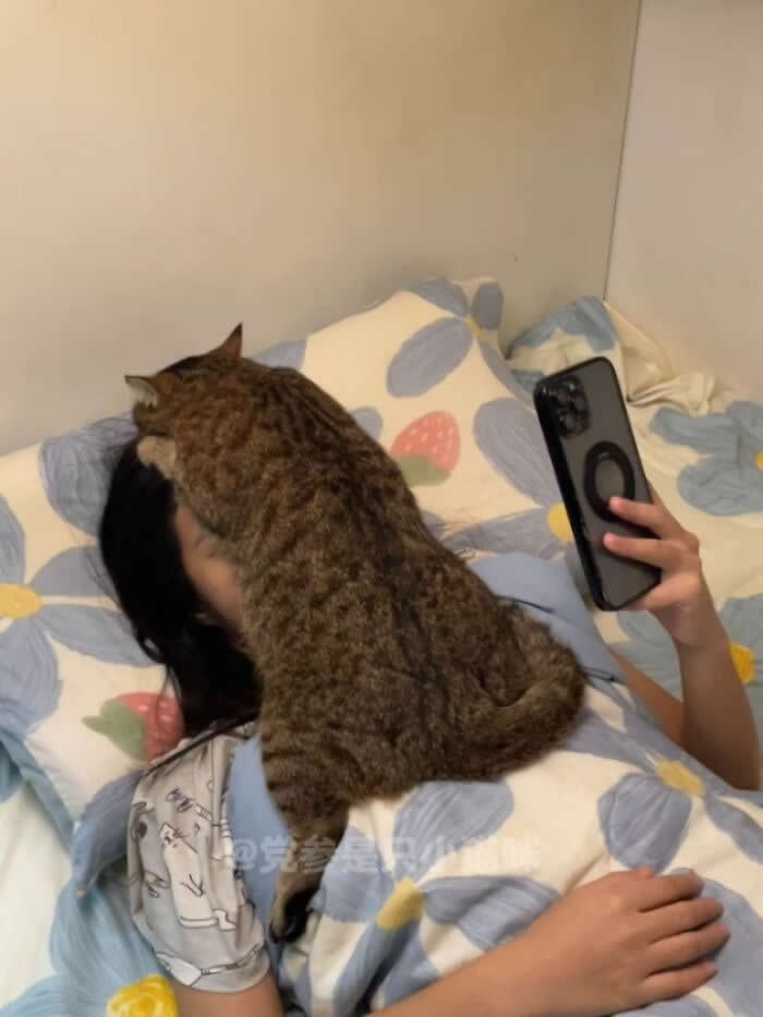 A person lies in bed holding a smartphone while a large tabby cat sits directly on their face and upper body under a floral blanket.