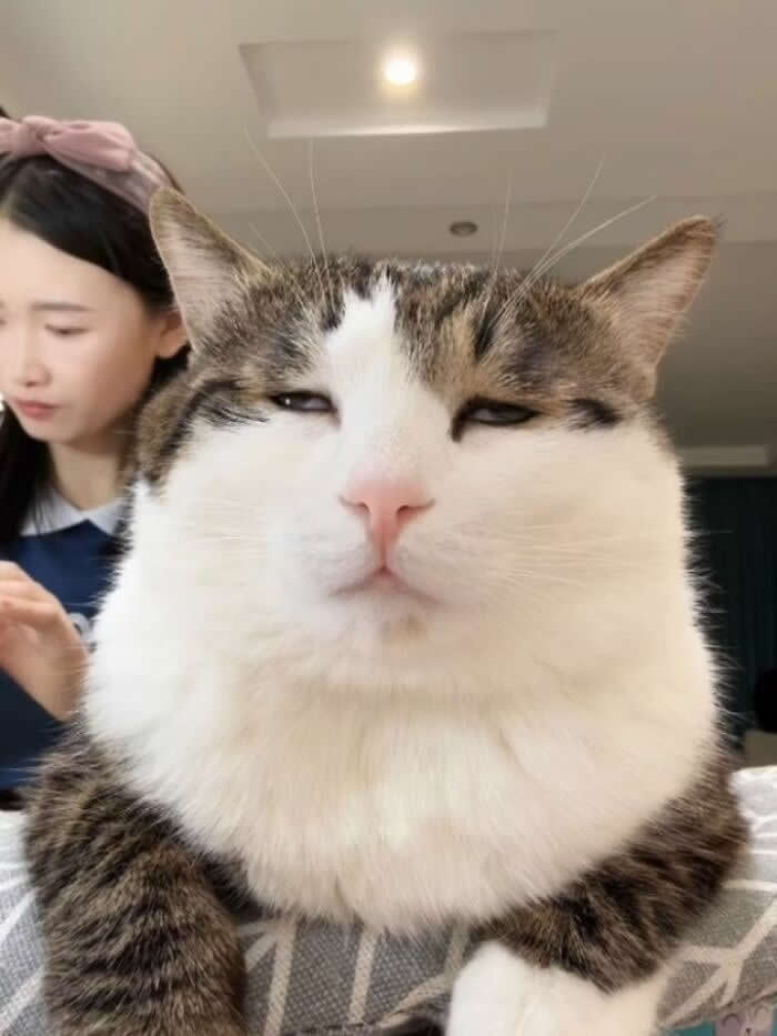 A chubby white-and-tabby cat sits very close to the camera with a smug half-closed expression, while a person is blurred in the background indoors.