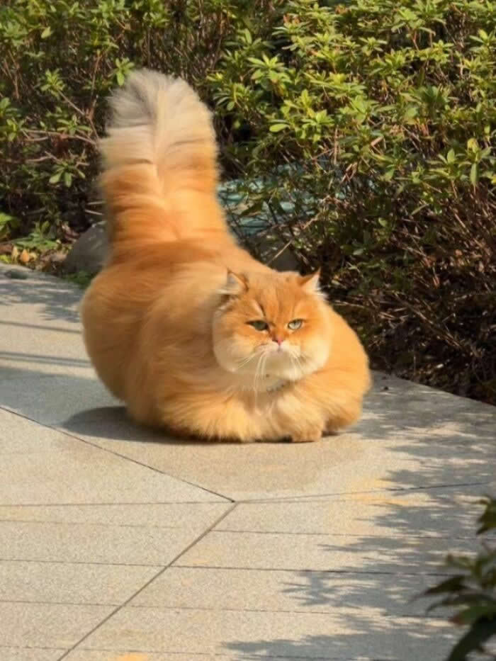 A very fluffy orange long-haired cat sits in a loaf position on a paved outdoor path, with an enormous tail raised behind it and bushes in the background.