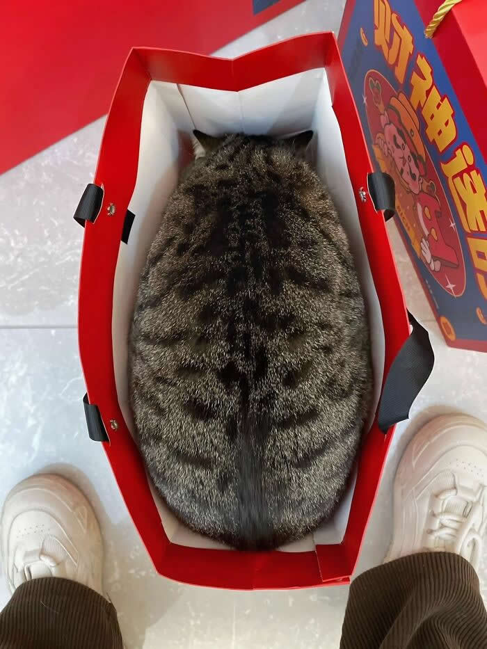 A round tabby cat is curled tightly inside a red shopping bag on the floor, viewed from above between a person&rsquo;s white shoes.