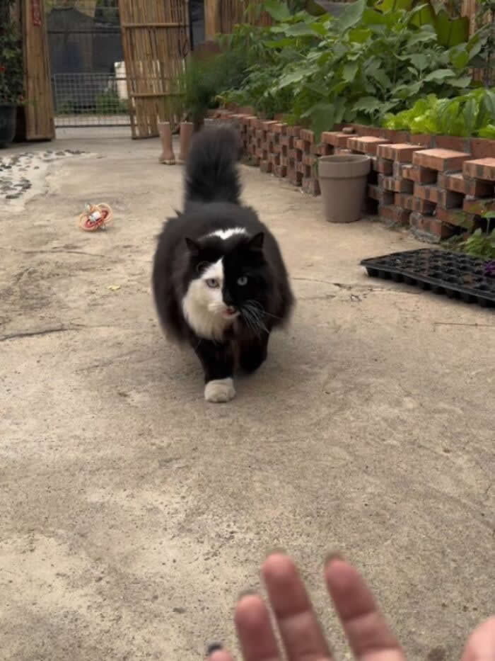 A fluffy black-and-white cat walks quickly toward the camera on a garden path, while a person&rsquo;s hand reaches out in the foreground.
