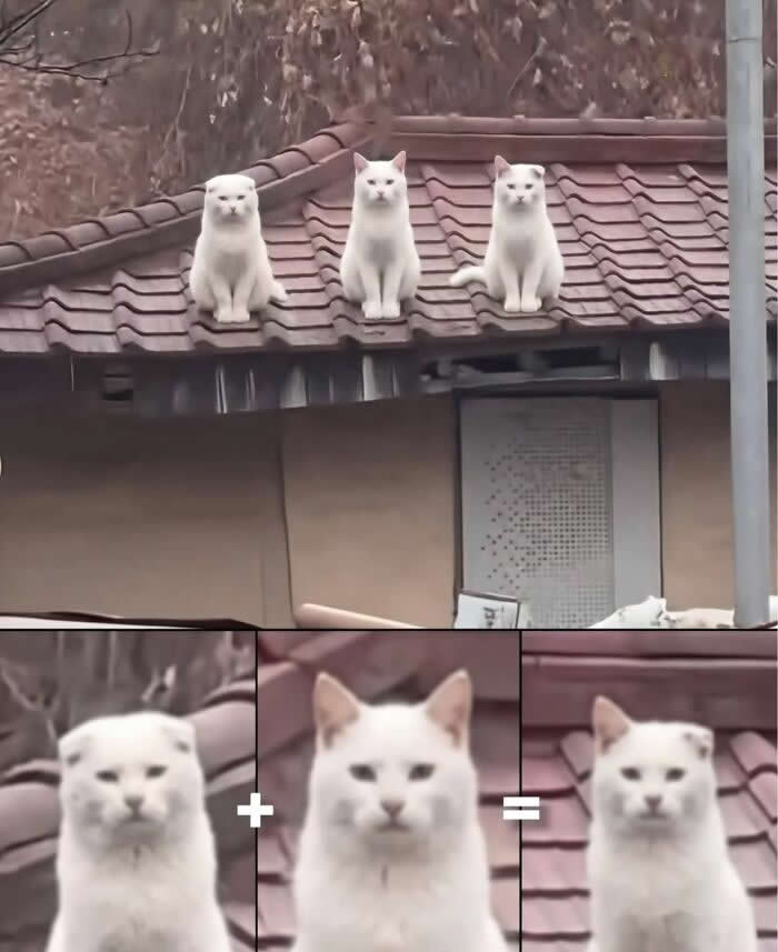 Three white cats sit evenly spaced on a tiled rooftop with serious expressions. A split panel below humorously compares the left cat&rsquo;s folded ears plus the middle cat&rsquo;s pointed ears to equal the right cat.