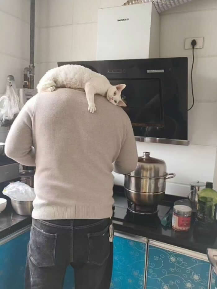 A white cat lies sprawled across a person&rsquo;s shoulders while they cook in a kitchen, dangling one paw and looking upside down toward the camera.