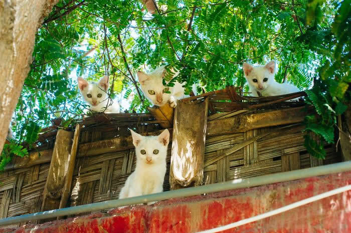 Four white cats peer down from the top of a rustic fence under leafy green tree branches, all staring curiously toward the camera.