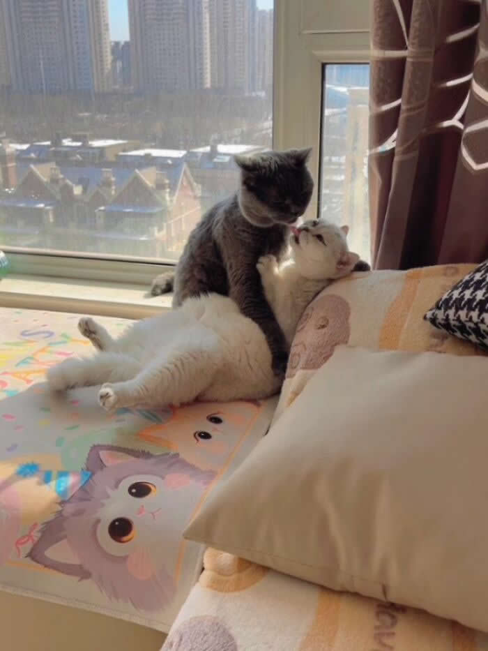 A gray cat sits upright while leaning over a white cat that reclines dramatically on a cushioned window seat, creating a funny scene like a dramatic movie moment.