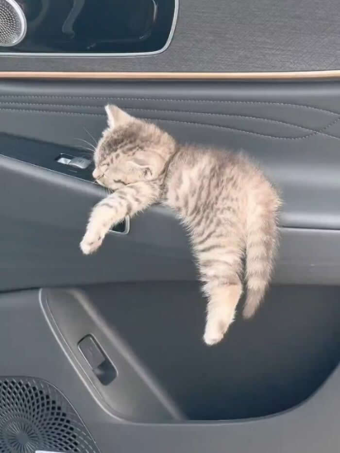 A tiny tabby kitten is asleep while draped awkwardly over the inside door handle area of a car door, with its legs hanging down.