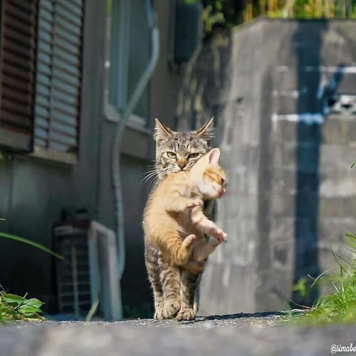 A tabby cat walks down a path carrying an orange kitten by the scruff of its neck, while the kitten hangs with a surprised expression.