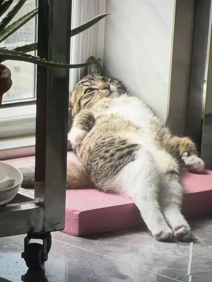 A chubby tabby cat reclines against a wall on a pink cushion near a window, sitting like a tired person with legs stretched out and a relaxed expression.