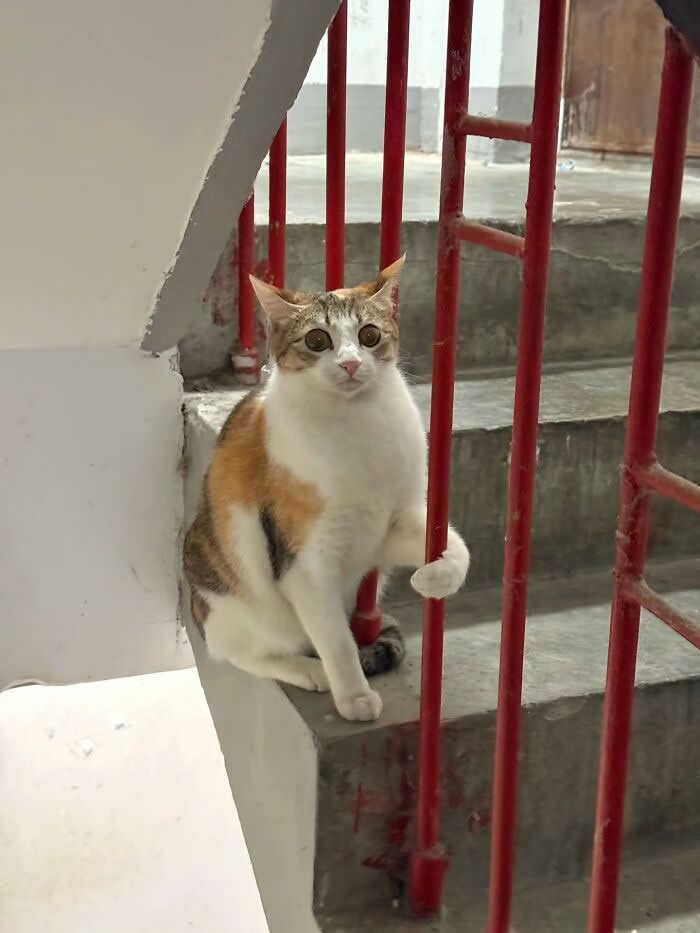 A calico cat sits on a stair landing beside bright red railings, gripping one bar with its paw while staring wide-eyed at the camera.