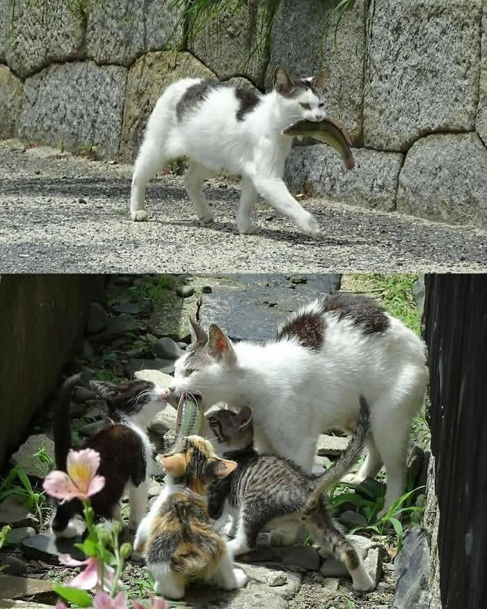 A two-panel image shows a white cat carrying a fish in its mouth along a stone path, then surrounded by excited kittens as it brings the catch home.