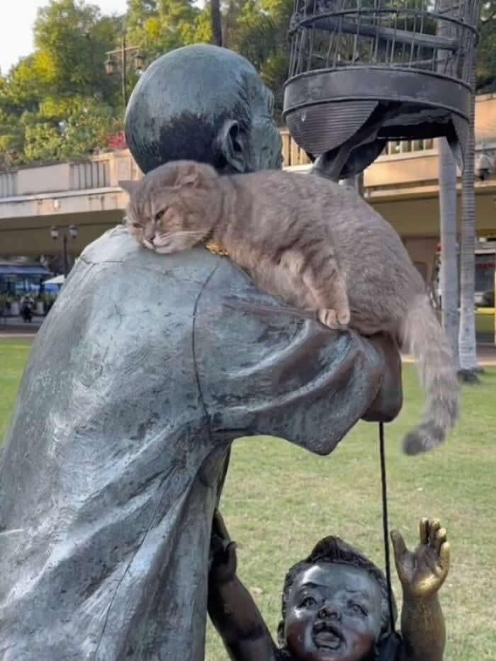 A fluffy gray cat lounges comfortably across the shoulders of an outdoor bronze statue in a park, resting as if it owns the sculpture.