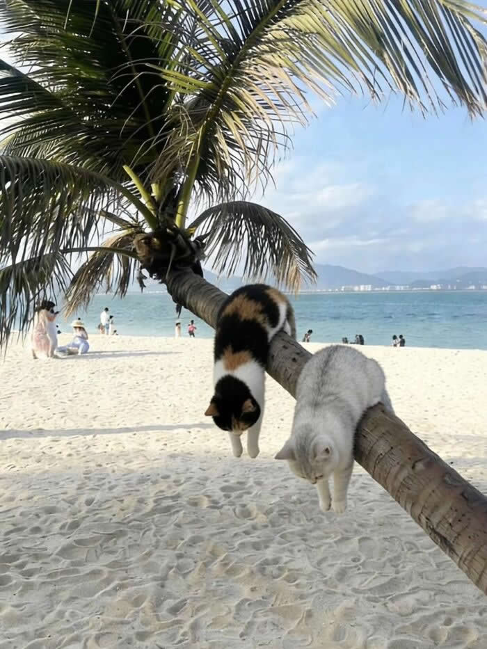Two cats lounge draped over a leaning palm tree on a sandy beach, hanging their front paws downward with the ocean in the background.