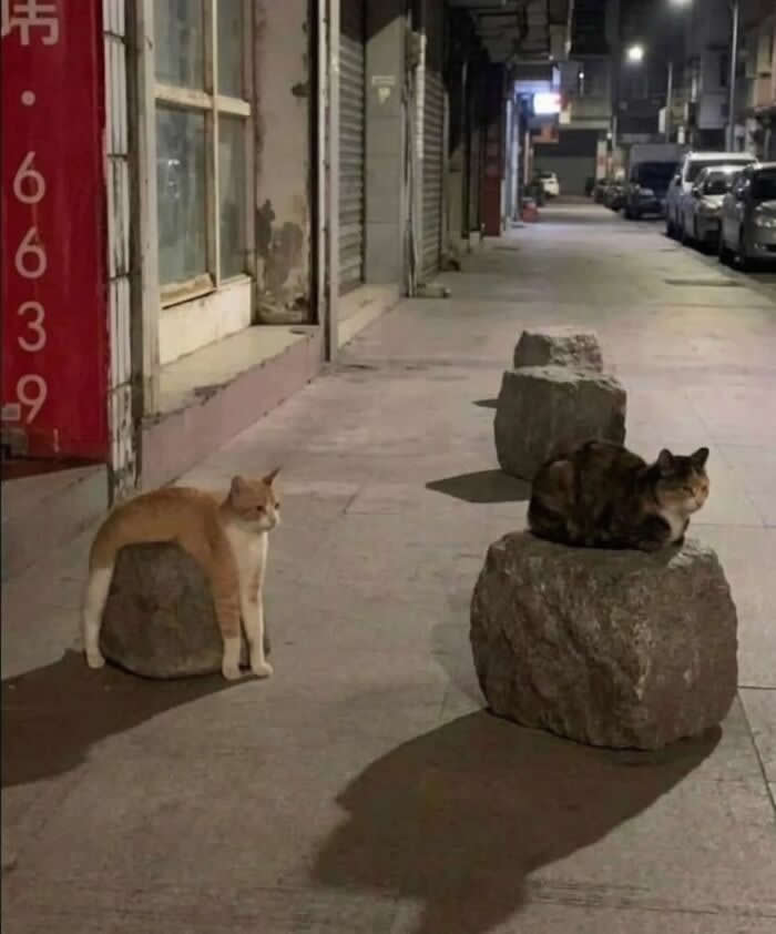 Two cats sit on a quiet city street at night beside large stone blocks. One cat appears to be awkwardly wrapped around a smaller rock while another loafs on top of a larger stone.