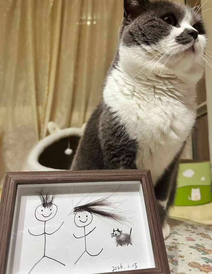 A gray-and-white cat sits proudly beside a framed drawing made with cat fur, showing two stick figures with furry hair and a tiny furry cat doodle.