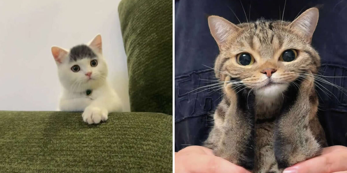 Hilarious Photos of Cats Blissfully Ignoring Every Boundary You Ever Set