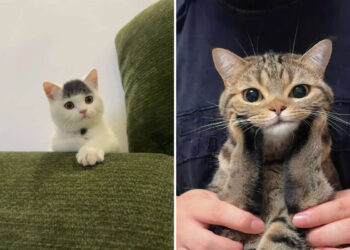 Hilarious Photos of Cats Blissfully Ignoring Every Boundary You Ever Set