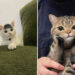 Hilarious Photos of Cats Blissfully Ignoring Every Boundary You Ever Set