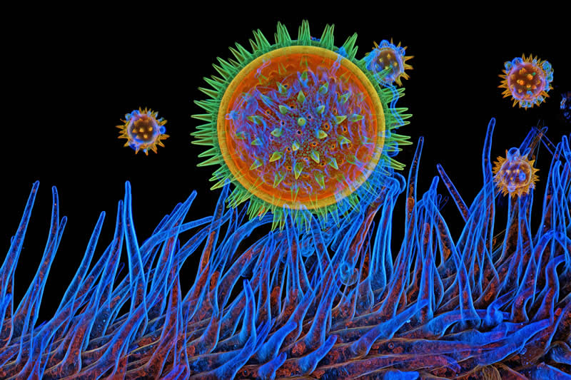 Americas: "Mallow pollen on stigma" by Igor Siwanowicz, USA - Award-Winning Microscope Photos of 2026