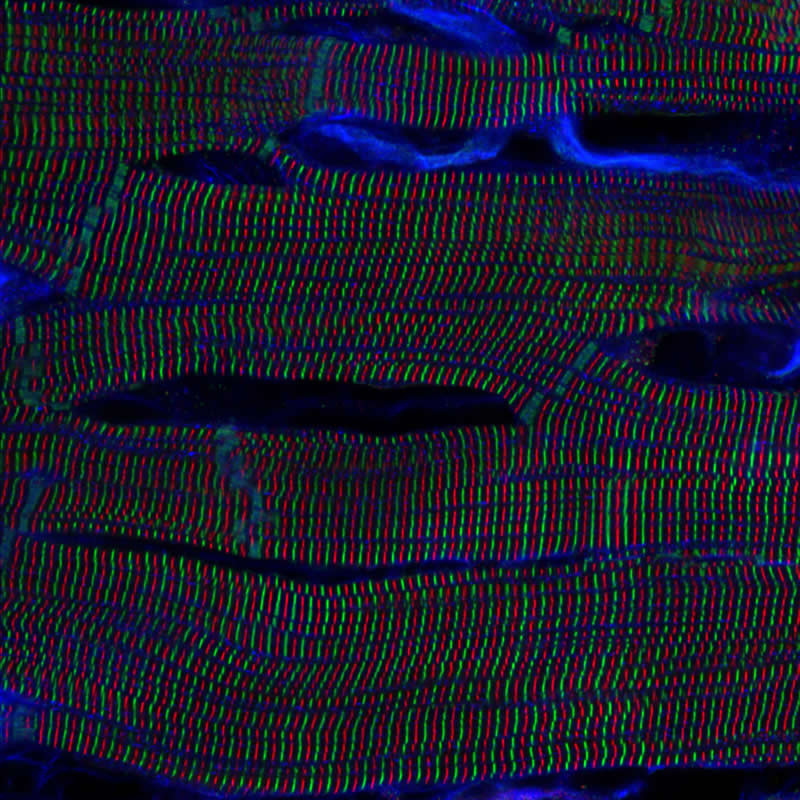 Asia-Pacific: "Sarcomere structures within cardiomyocytes in a rat heart" by Kentaro Mochizuki, Japan - Award-Winning Microscope Photos of 2026