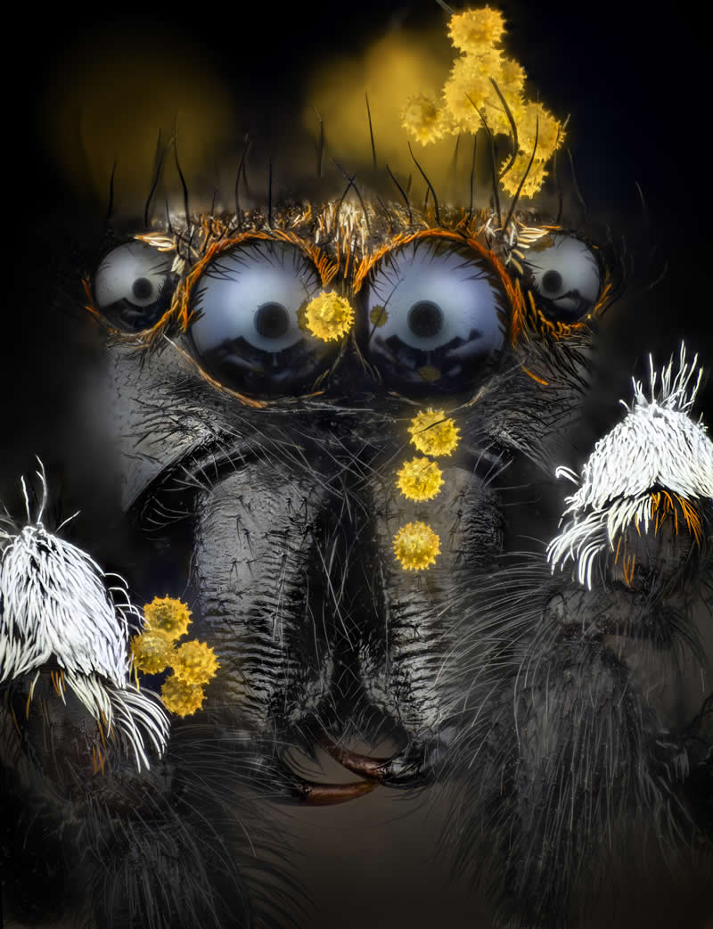 "Pollen grains on a jumping spider" by Javier Rup&eacute;rez, Spain - Award-Winning Microscope Photos of 2026