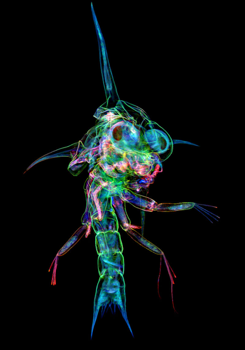 "Crab zoea" by Tong Zhang, Canada - Award-Winning Microscope Photos of 2026
