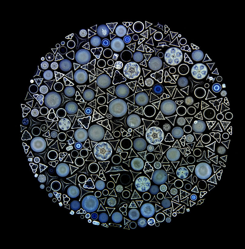"Diatom arrangement" by Jan Rosenboom, Germany - Award-Winning Microscope Photos of 2026