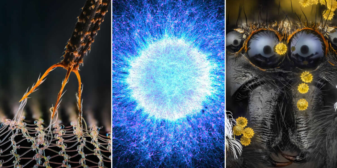 Award-Winning Microscope Photos of 2026