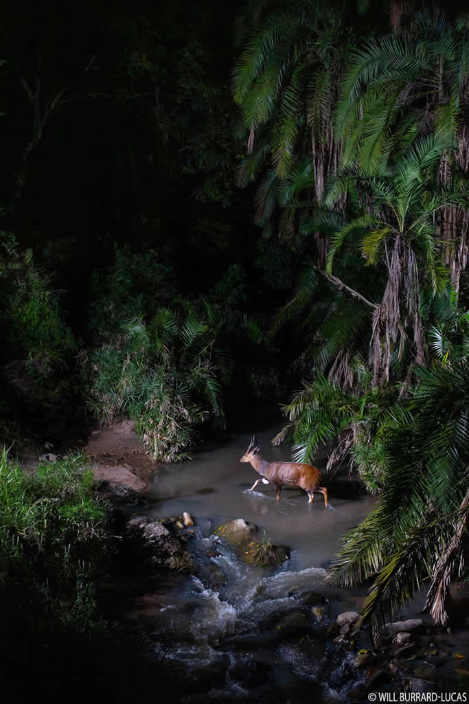Will Burrard-Lucas Reveals the Secret Nightlife of the Maasai Mara