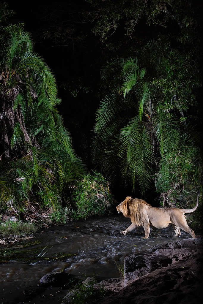 Will Burrard-Lucas Reveals the Secret Nightlife of the Maasai Mara