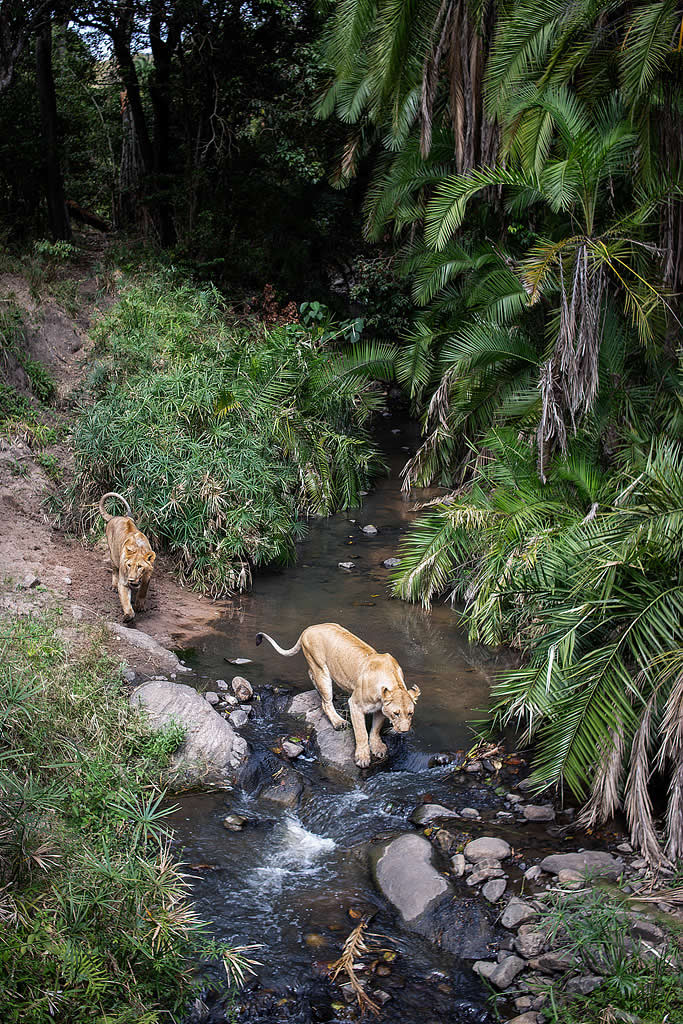 Will Burrard-Lucas Reveals the Secret Nightlife of the Maasai Mara